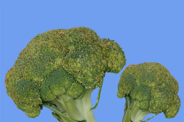 Premio broccolo d'oro.jpg