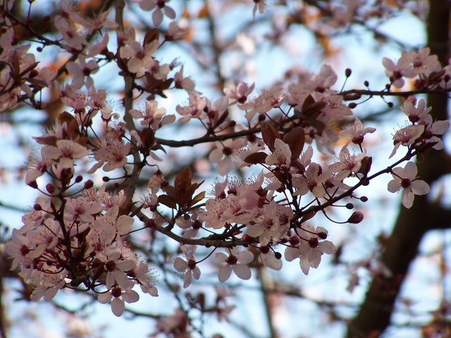primavera.jpg