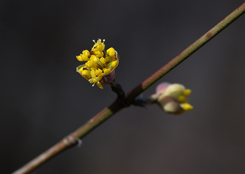 Primi germogli in fiore.jpg