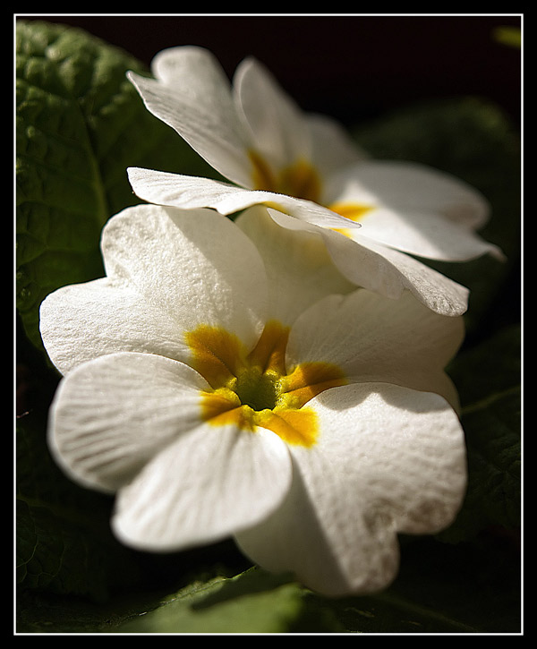 Primula.jpg
