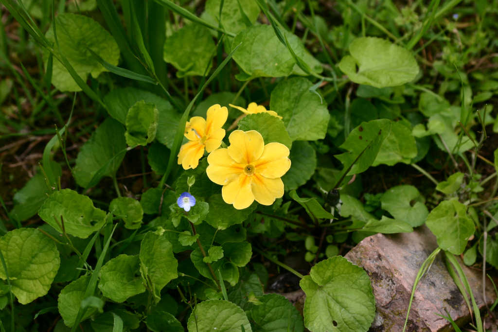 primula.JPG