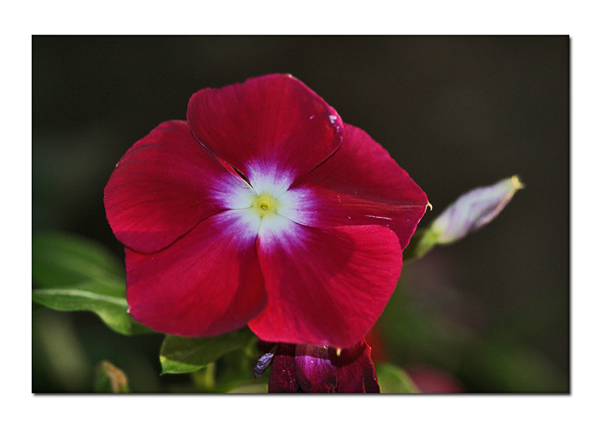 Primula.jpg