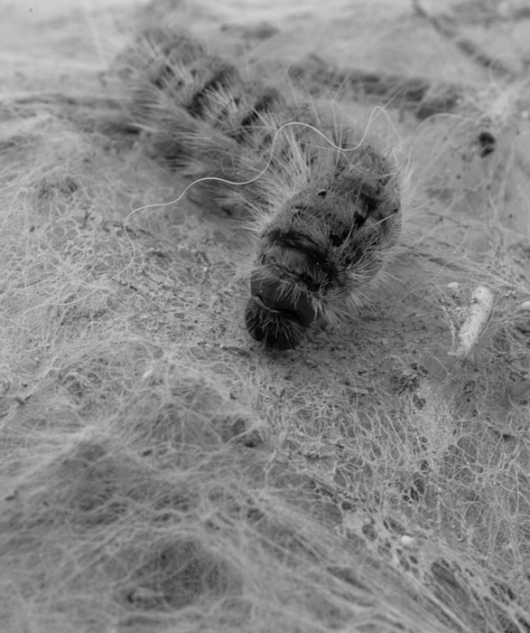 processionaria7.jpg