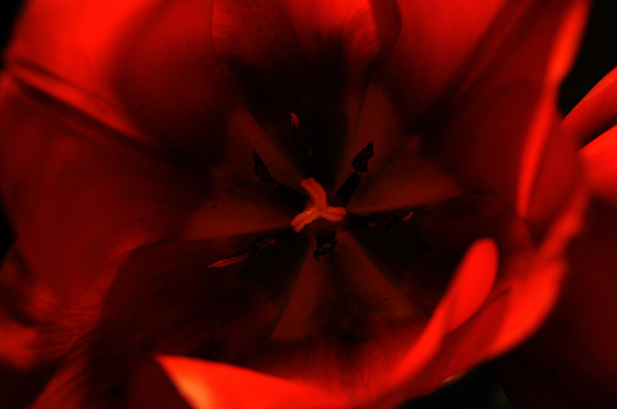 profondo-rosso.jpg