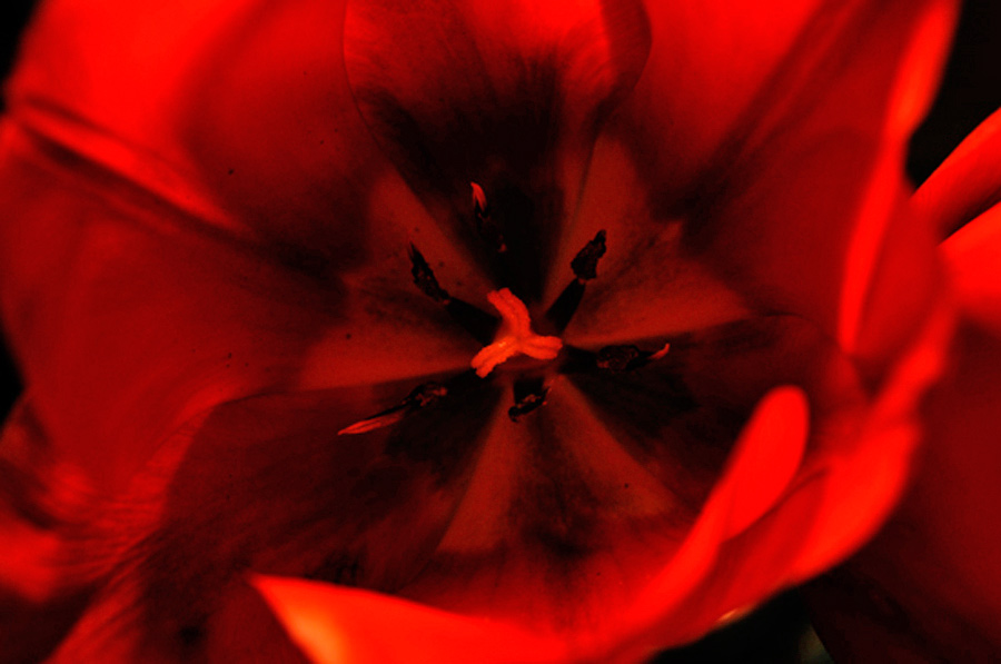 profondo-rosso_163.jpg