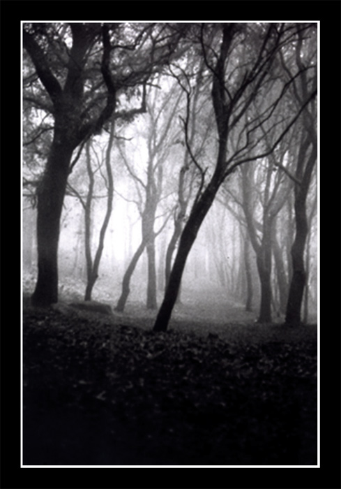 Progetto1-alberi-cadenti.jpg