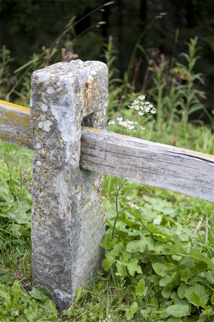 protezione_nel_bosco_originale.jpg