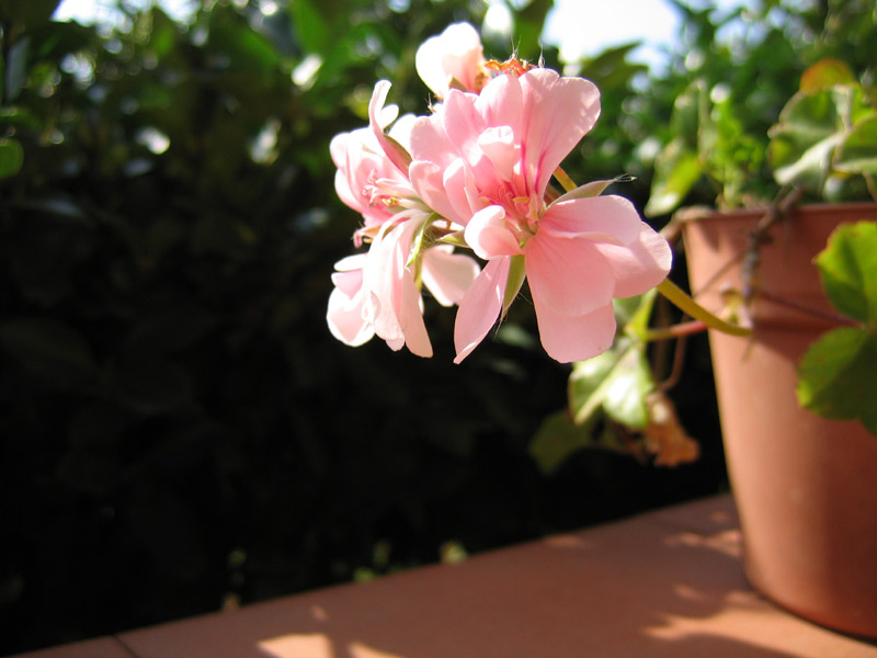 Prova-A95-n2.jpg