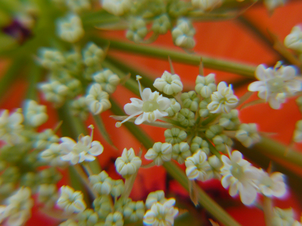 prova-macro-2.jpg