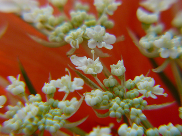 prova-macro-3.jpg