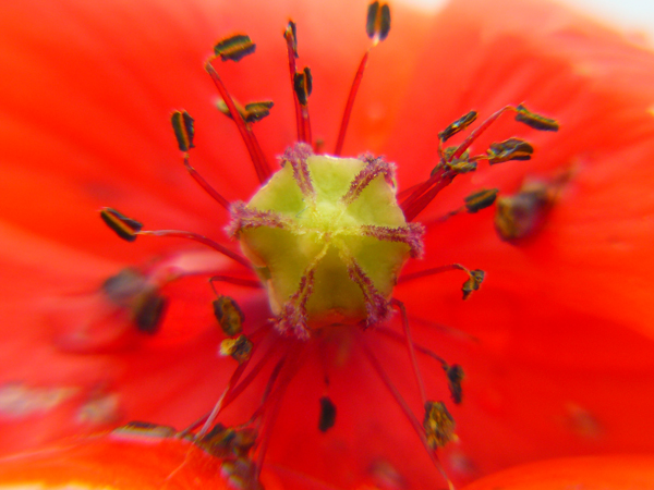 prova-macro-4.jpg