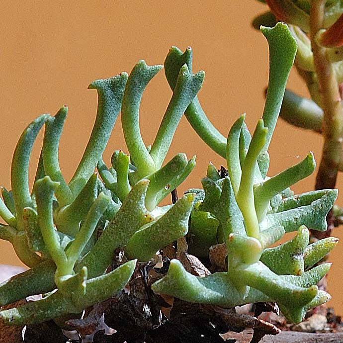 prova01-crop-100%.jpg