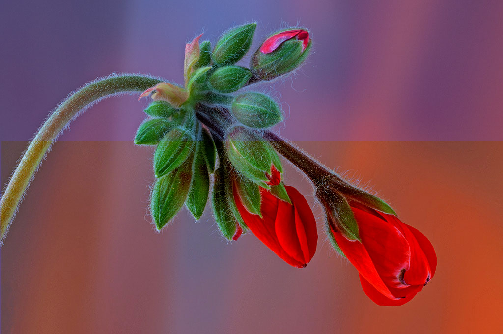 prova colore.jpg