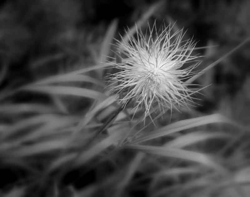 puff 800.jpg