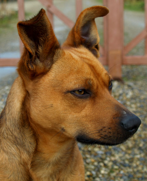 pulce divo.jpg