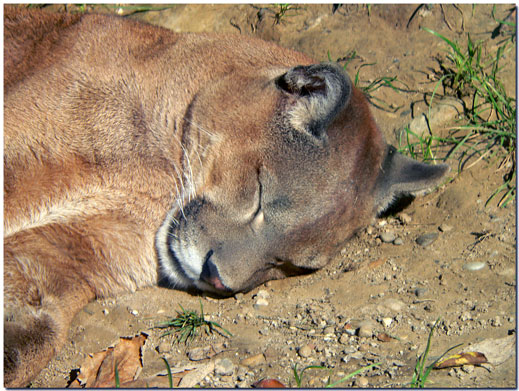 puma-in-riposo.jpg