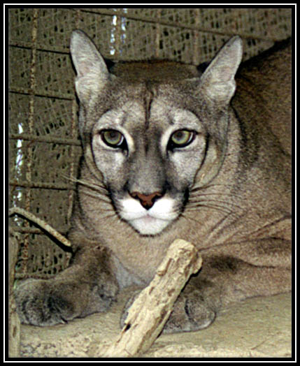 puma.jpg
