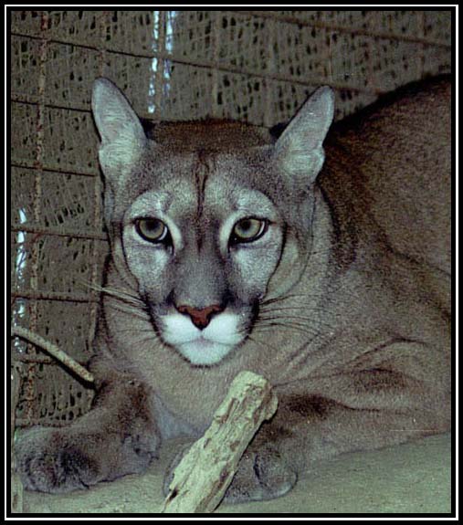 puma0202.jpg