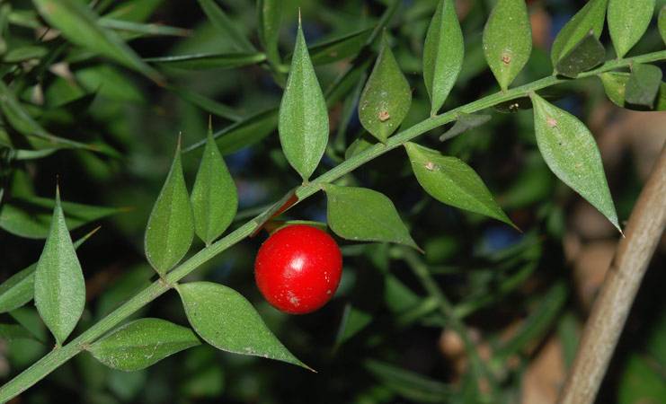pungitopo-ruscus-aculeatus.jpg