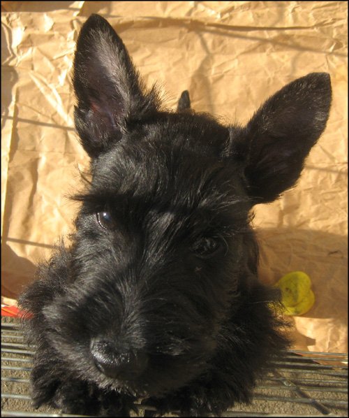 Puppy head.jpg