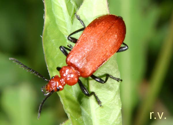 Pyrochrosa_coccinea00.jpg