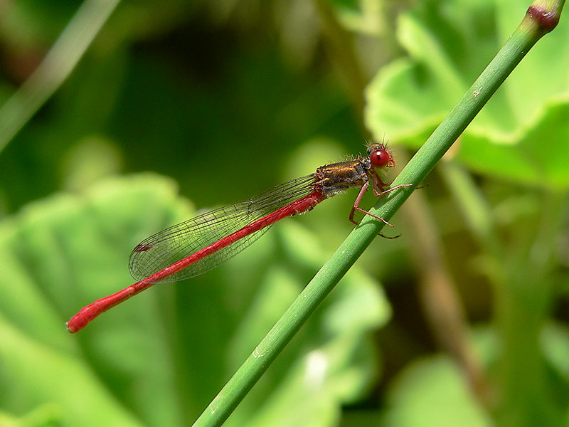 Pyrrhosoma nymphula.jpg