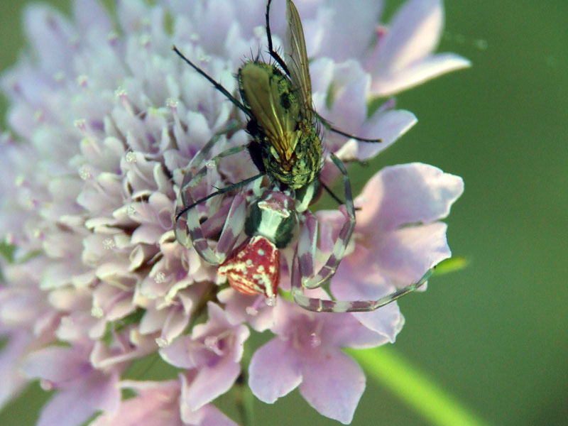 quarta-macro.jpg