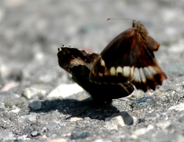 Quella da buttare (Small).jpg