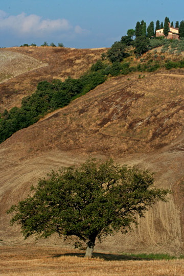 quercia-secolare.jpg
