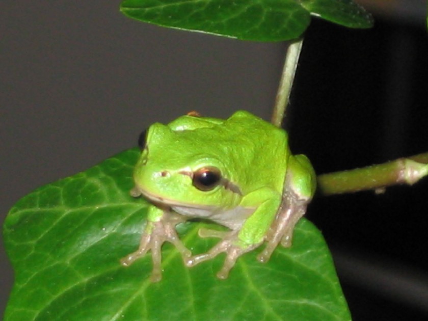Raganella b.jpg