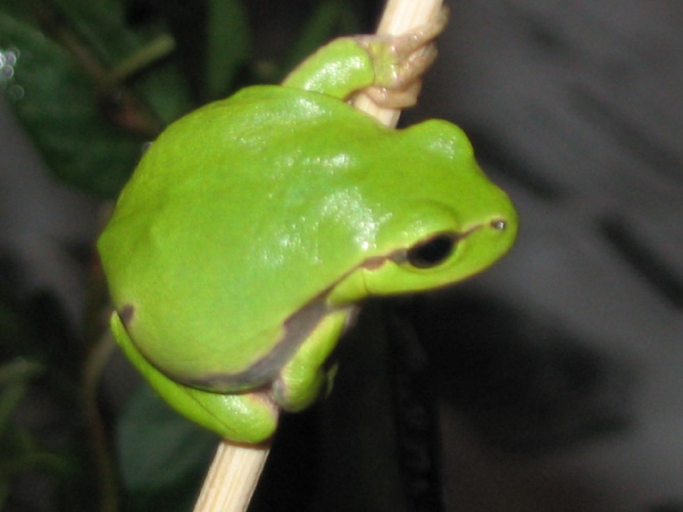 Raganella c.jpg