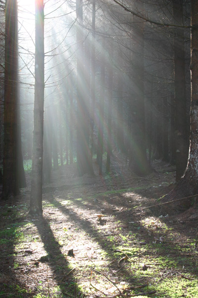 raggi-nel-sottobosco.jpg