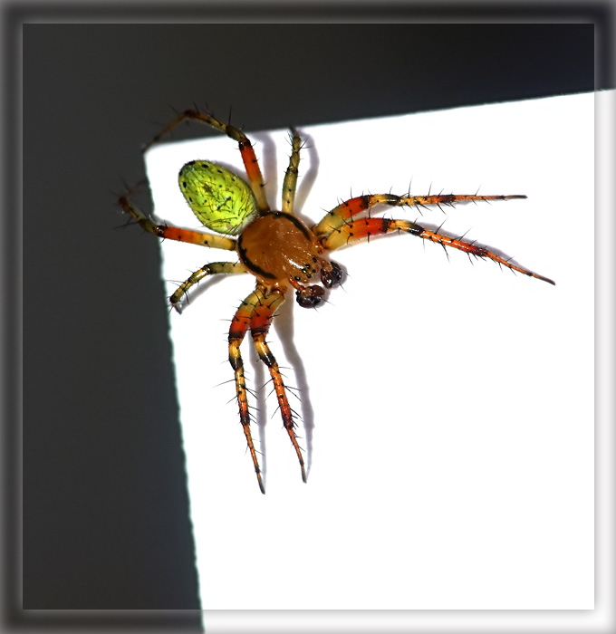 Ragno4-web.jpg
