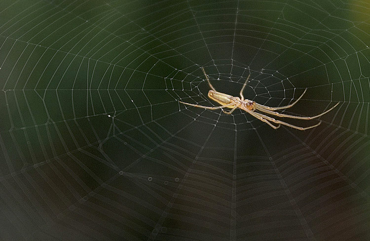 ragno5web.jpg