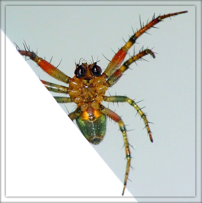 Ragno7-web.jpg