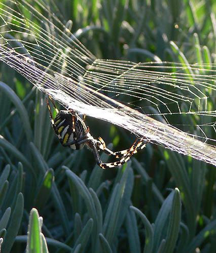 ragno ridotto P1110708.jpg