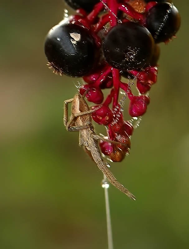 ragnocorct.jpg