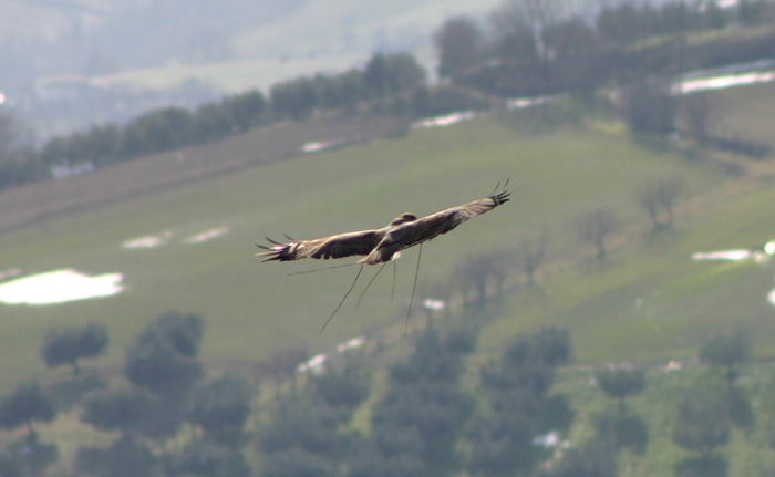 Rapace_1.jpg