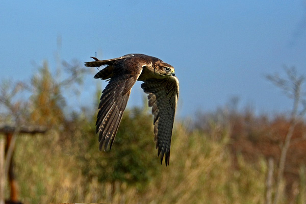 rapace.jpg