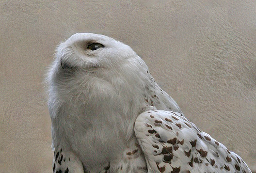 Rapace neve.JPG