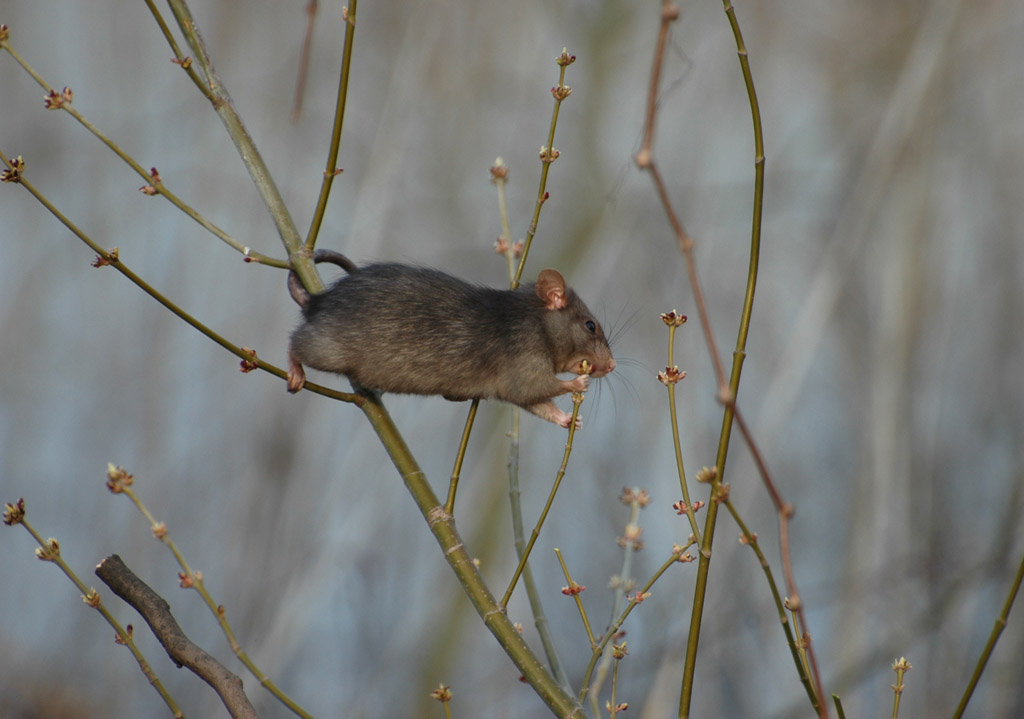 ratto 2.jpg