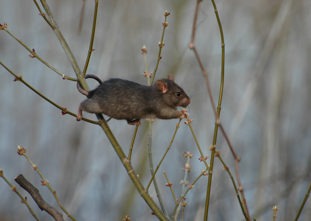 ratto 3.jpg