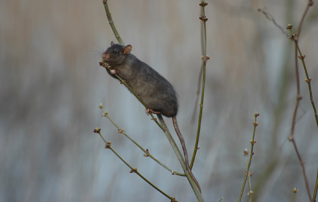 ratto 4.jpg