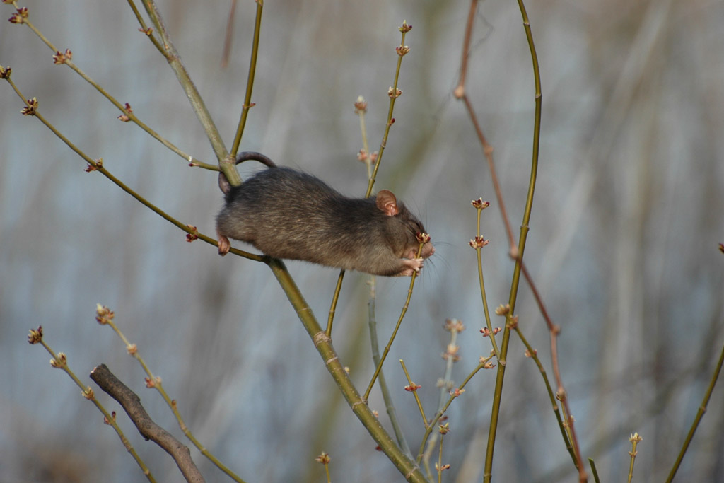 ratto.jpg