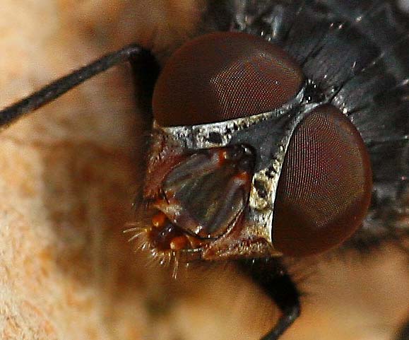 re-100.jpg