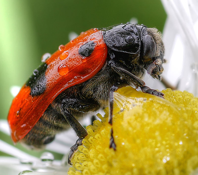 red-black--800X800.jpg