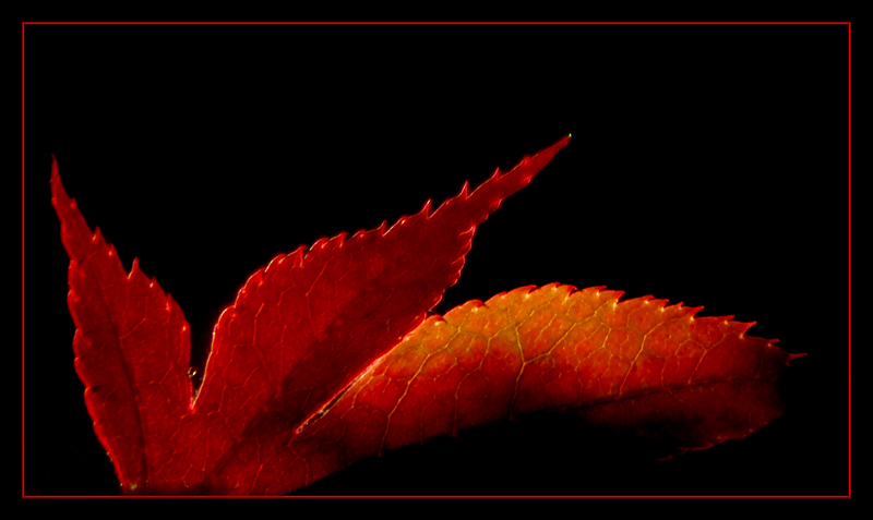 RED-FIRE.jpg