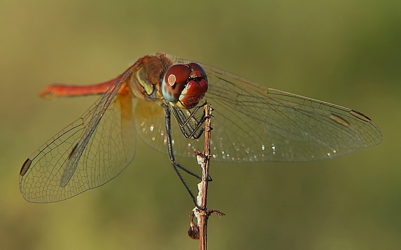 red dragonfly-2.jpg