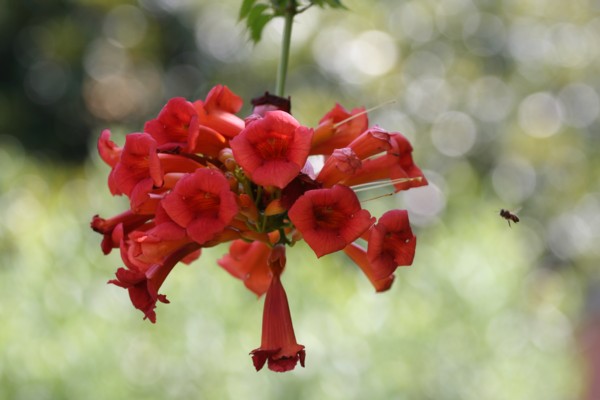 Red Trumpets2.jpg