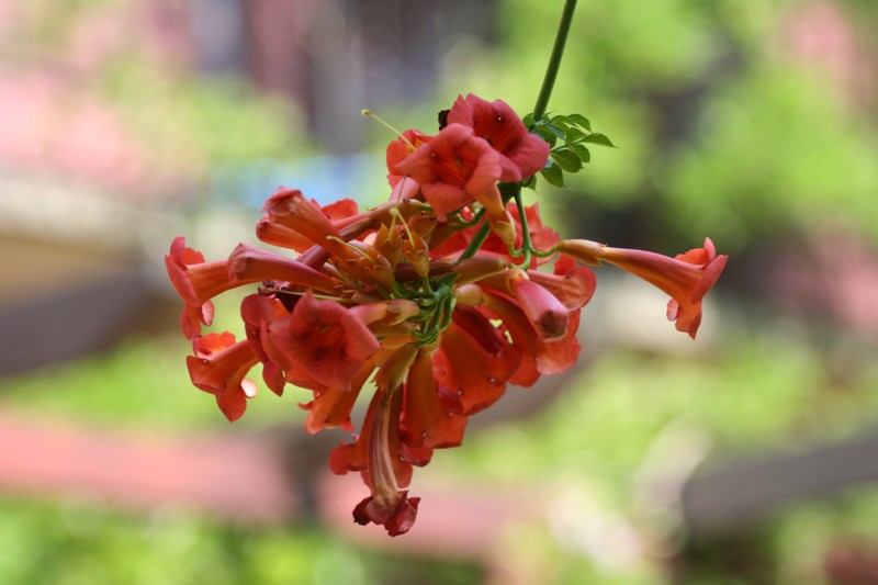 Red Trumpets3.jpg